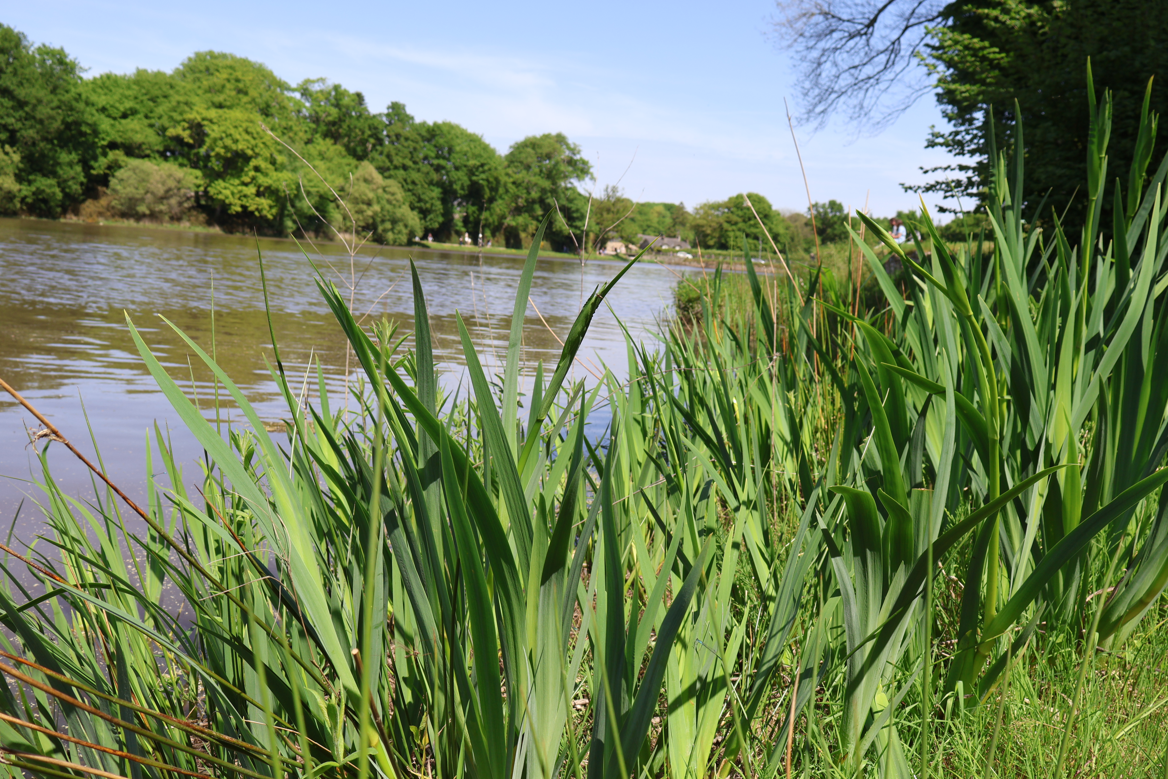 forêt de Brocéliande